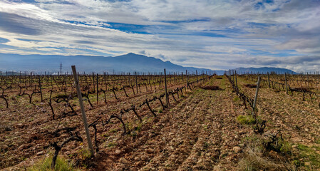 Pruned vineyard in winter under a cloudy sky and mountains