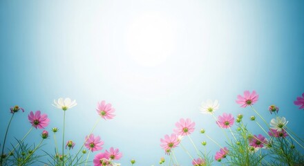 Obraz premium Soft focus pink flowers against a bright blue sky with white sunlight