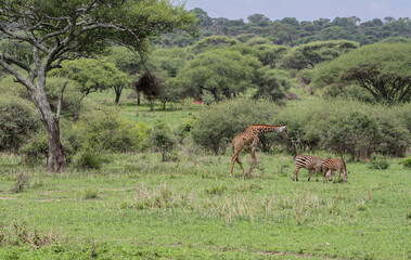 Naklejka premium Giraffe and Zebras Grazing in African Savannah Landscape