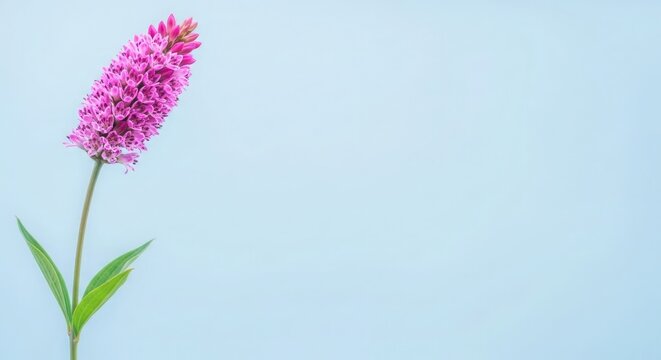 A solitary pink liatrises flower against a soft blue background