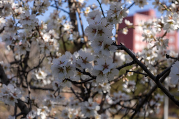Fototapeta premium Almond in Madrid