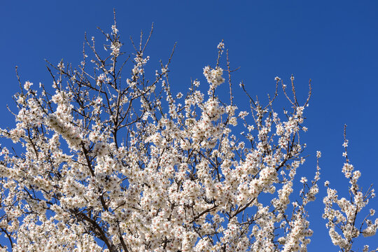 Almond in Madrid
