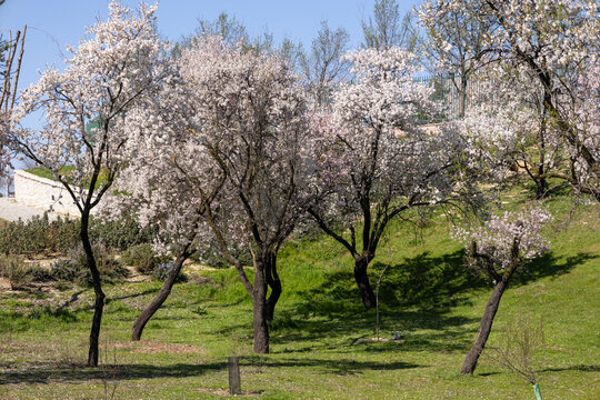 Almond in Madrid