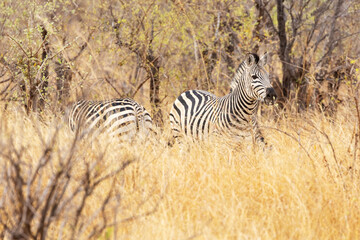 Obraz premium Herd of Burchell's zebras grazingin the middle of tall dry grass in savannah on a hot day in Zambezi National Park, Zimbabwe