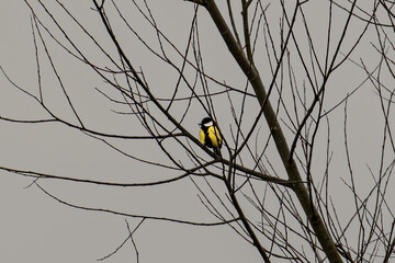 great tit on a branch  © James