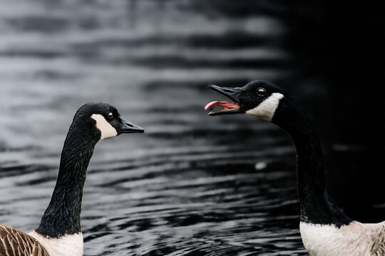 Canada Geese Interaction on Dark Water