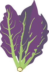 김장재료인 홍갓 채소