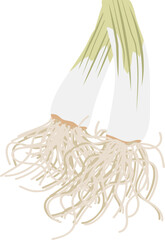 육수용 대파뿌리