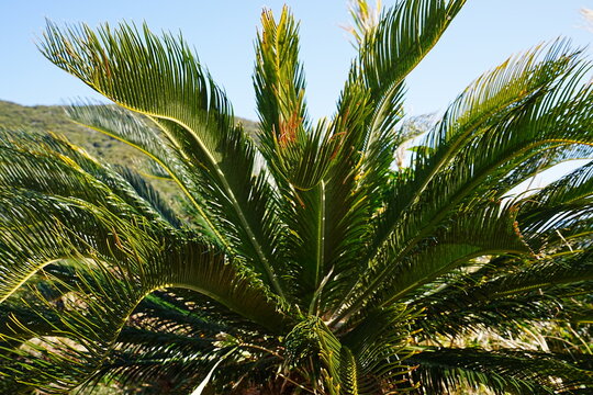 Cape Sata Coastline with Native Cycad Trees at the Southernmost Point of Mainland Japan, Kagoshima - 鹿児島県本土最南端・佐多岬の絶景 大隅半島 ソテツ 南国の自然風景
