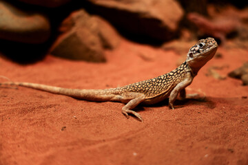 The Central Netted Dragon is nature animal in australia © pumppump