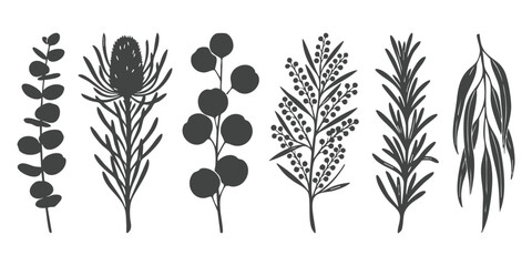Hand drawn australian native botanical leaves and flowers silhouettes vector illustration set with eucalyptus banksia wattle and mimosa branches © vector Designer