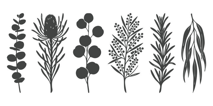 Hand drawn australian native botanical leaves and flowers silhouettes vector illustration set with eucalyptus banksia wattle and mimosa branches
