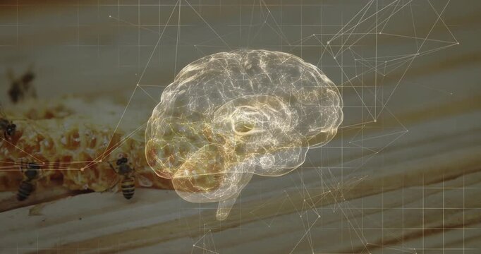 Play starting brain holo glowing rotating over comb net linking nodes and bees showing neural map