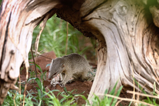 Banded Mongoose (Mungos mungo) feeding on a frog under a tree root, Botswana wildlife
