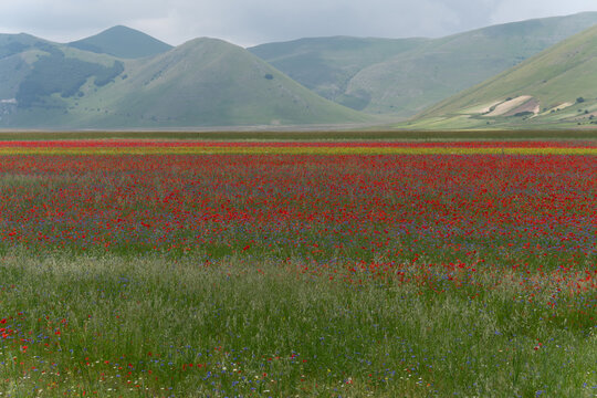 Wildflower meadow with red poppies at Castelluccio di Norcia, Colfiorito