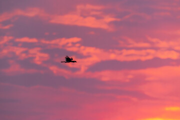 A silhouette of a flying Trumpeter hornbill during a colorful sunrise near Victoria Falls, Zimbabw © adamikarl