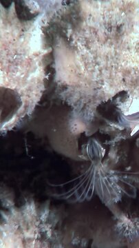 Observe this unique underwater life. A brachiopod feeds delicately among the coral of a reef. Taken during the day, marvel at the natural world's beauty in this ocean environment.