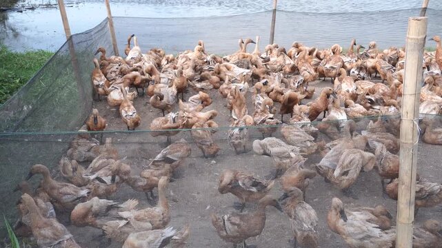 Domestic ducks (mainly mallards, Anas platyrhynchos domesticus, with some Muscovy ducks, Cairina moschata domestica) are ducks that have been domesticated and raised for meat and eggs.