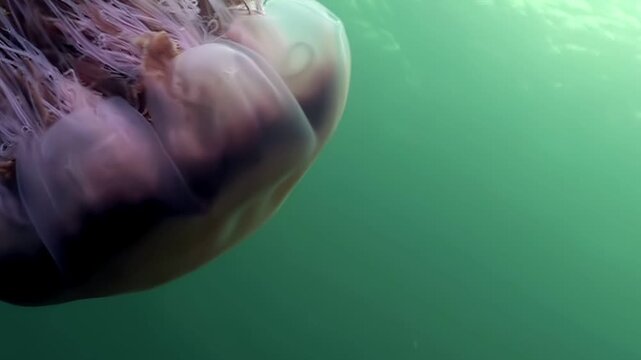 Observe the majestic lion's mane jellyfish, Cyanea capillata, gracefully moving through the frigid waters of the Arctic. Its enormous size and delicate tentacles are mesmerizing.