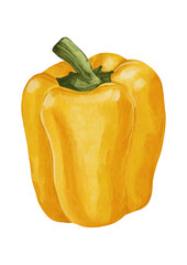 Watercolor whole yellow bell pepper isolated on white background, sweet paprika vegetable illustration