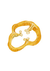 Watercolor yellow bell pepper slice isolated on white background, cross section sweet paprika food illustration