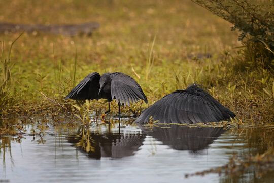 Black Herons (Egretta ardesiaca) hunting with umbrella canopy technique in Botswana wetlands
