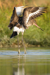 Fototapeta premium Black-tailed Godwit - Limosa limosa stretching wings at Khawr ad Dahariz, Oman. Stunning action shot of a wader in golden light with a water reflection. Perfect for nature stock.