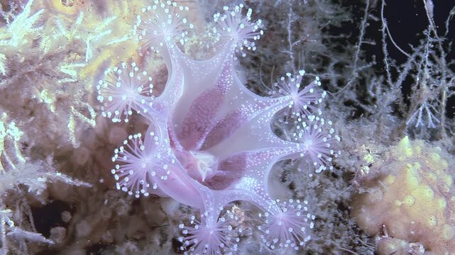 Observe the ethereal dance of a Lucernaria quadricornis, or stalked jellyfish, as it moves with the frigid Arctic currents. This fascinating cnidarian is seen thriving in its cold underwater habitat.