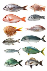 Fototapeta premium Variety of fresh fish species on white background