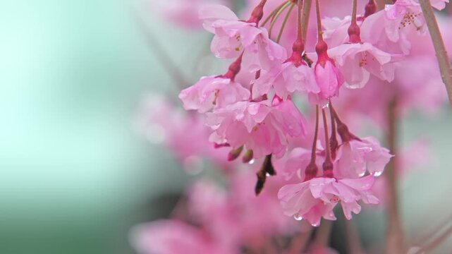 雨に濡れた桜の花
