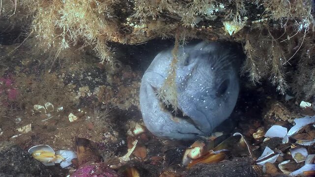 An Atlantic Catfish, Anarhichas lupus, is nestled in its rocky den. The sea wolf rests under the overhanging algae and barnacles on the seafloor, blending in with its surrounding environment.