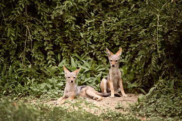 Obraz premium Two alert Black-backed Jackal cubs (Lupulella mesomelas) resting by their den, Botswana wildlife 