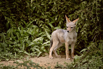 Young Black-backed Jackal cub (Lupulella mesomelas) standing by its den, Botswana wildlife