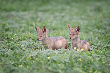 Obraz premium Two young Black-backed Jackal cubs (Lupulella mesomelas) looking away in the grass, Botswana wildlife 