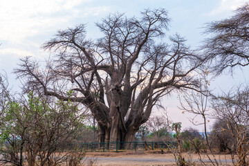 A large African baobab known as the Big Tree during a hot and dry morning in Victoria Falls, Zimbabwe