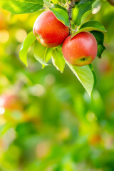 Obraz premium Apple trees with ripe red Apples. Branch with natural red apples on blurred background of apple orchard in golden hour. Concept organic, local, season fruits and harvesting. Healthy food