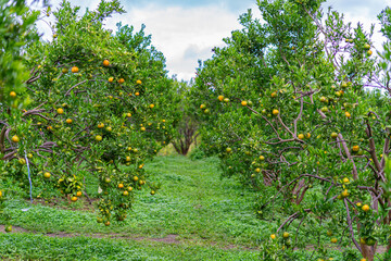 orange tree with ripening fruit in an orange orchard.
