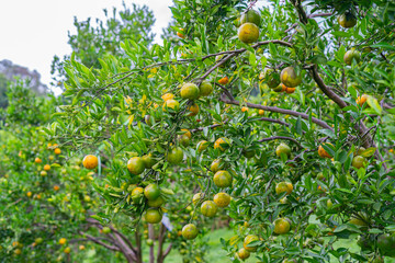 orange tree with ripening fruit in an orange orchard.