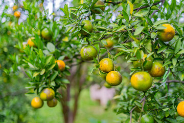 orange tree with ripening fruit in an orange orchard.