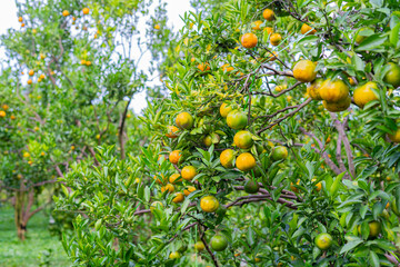 orange tree with ripening fruit in an orange orchard.