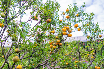 orange tree with ripening fruit in an orange orchard.