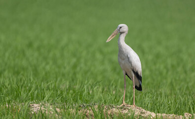Obraz premium An Asian openbill or Asian openbill stork (Anastomus oscitans).