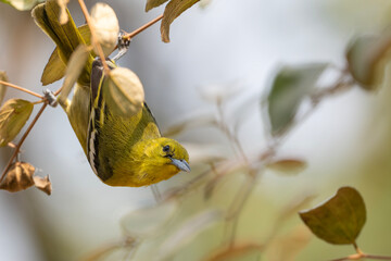 A female common iora (Aegithina tiphia) on a tree branch.
