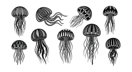 Intricate black and white illustration of various jellyfish designs © nurjahan