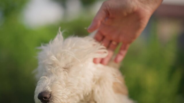 White fluffy dog head being petted by human hand in sunlit garden, closeup shots show curly fur, relaxed expression, gentle stroking from owner caretaker, warm golden light, calm affectionate mood,
