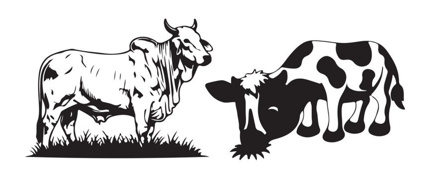 Silhouette and Outline of Cow and Zebu Bull Vector Illustration