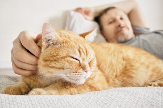 Man relaxing on bed, affectionately stroking ginger cat
