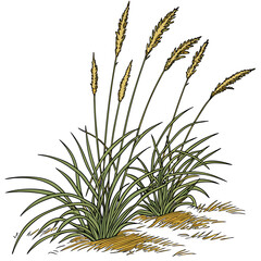 A close-up view of a grass plant with tall, feathery seed heads and a label.