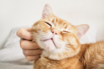 Hand petting ginger tabby cat enjoying affection with eyes closed