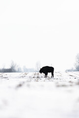 Naklejka premium Bison im Feld im Schnee